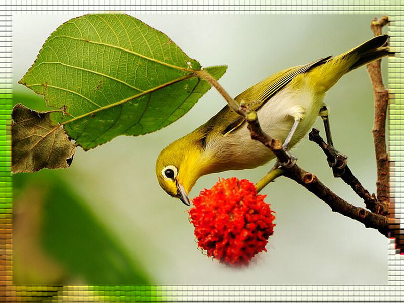Bird eating red fruit