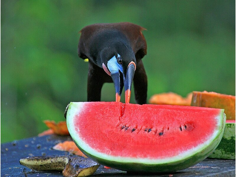 bird eating watermelon slice