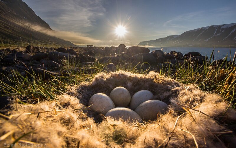 Bird eggs in a nest at sunrise