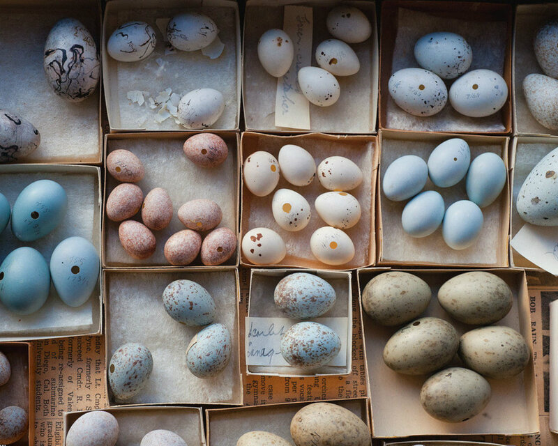 Bird Eggs in Boxes