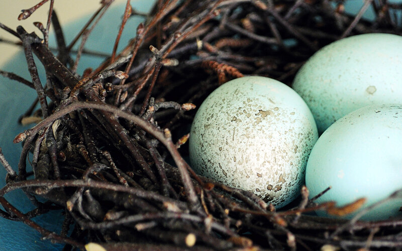 Bird Eggs in Nest — Blue