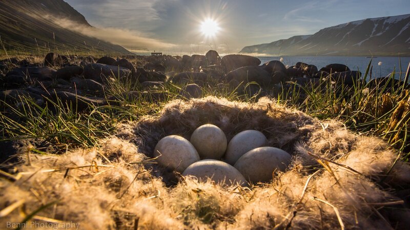Bird Eggs in Nest — Brown, Serene