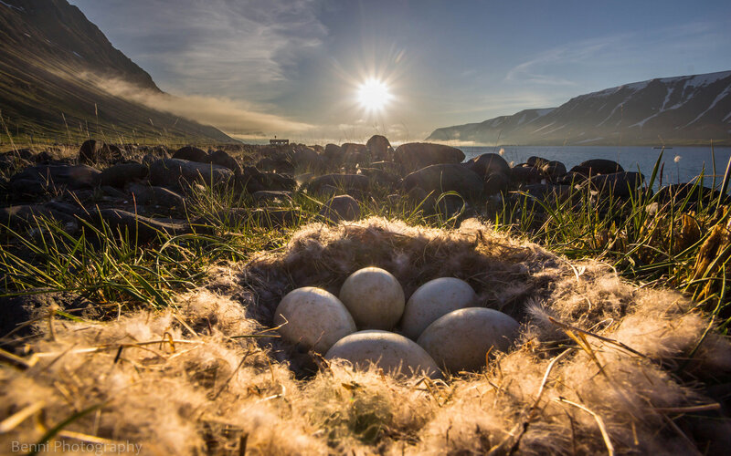 Bird Eggs in Nest — Brown