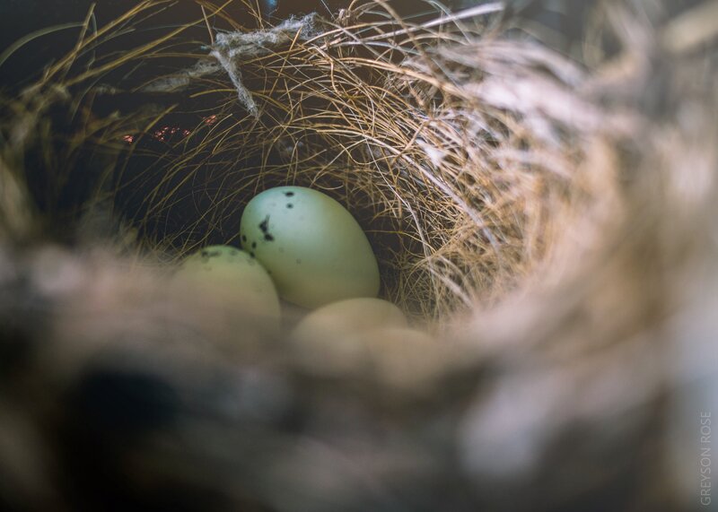 Bird Eggs in Nest — Green, Serene, Photograph