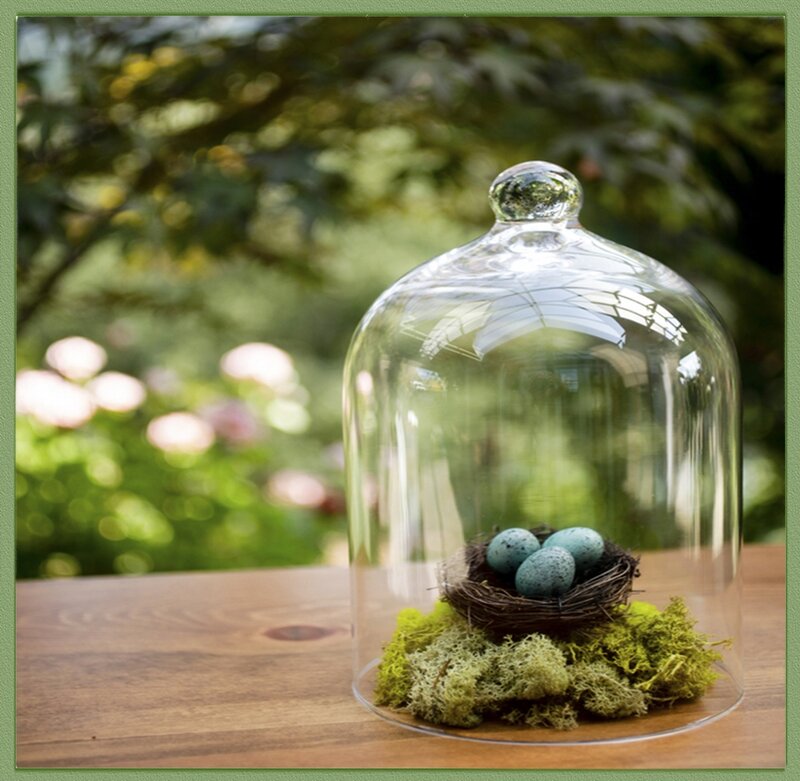 Bird Eggs in Nest — Green, Serene