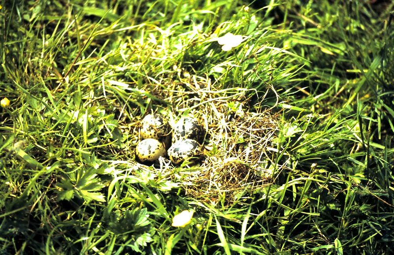 Bird Eggs in Nest — Green