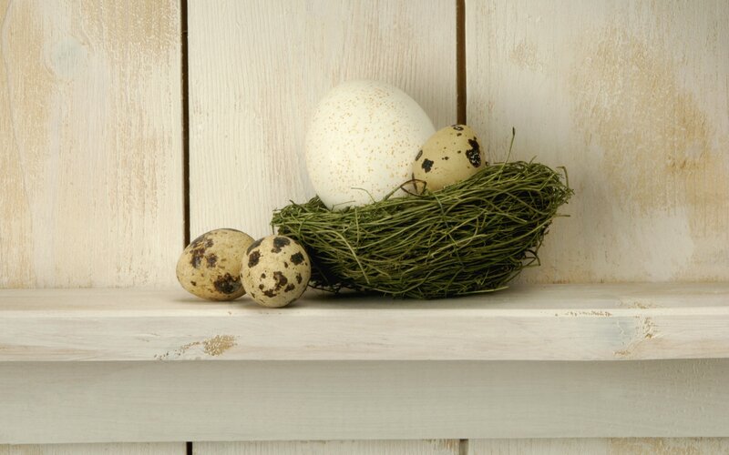 Bird Eggs in Nest