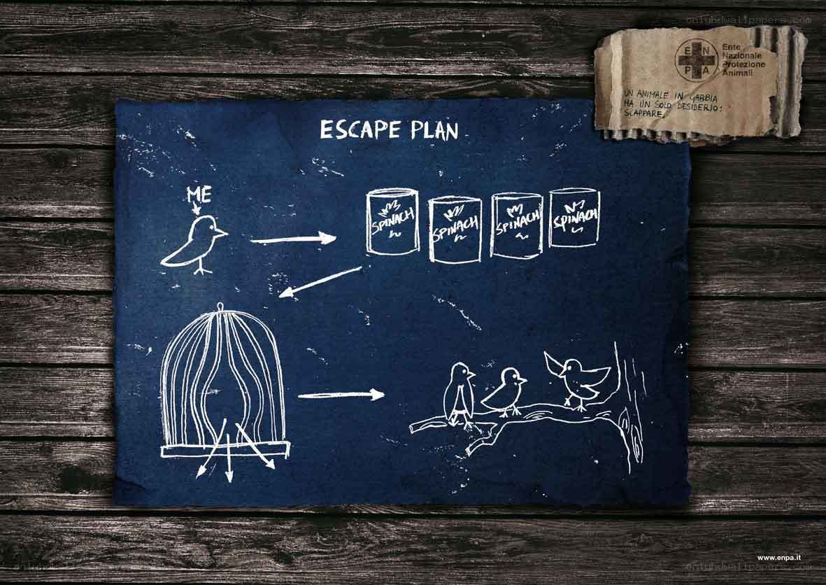 Bird escape plan diagram