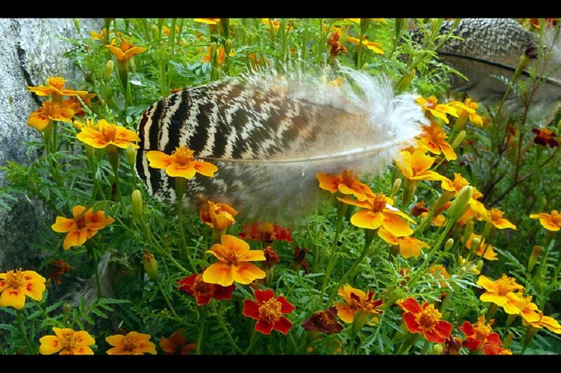 Bird Feather in Marigolds