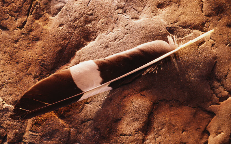 bird feather on rock surface