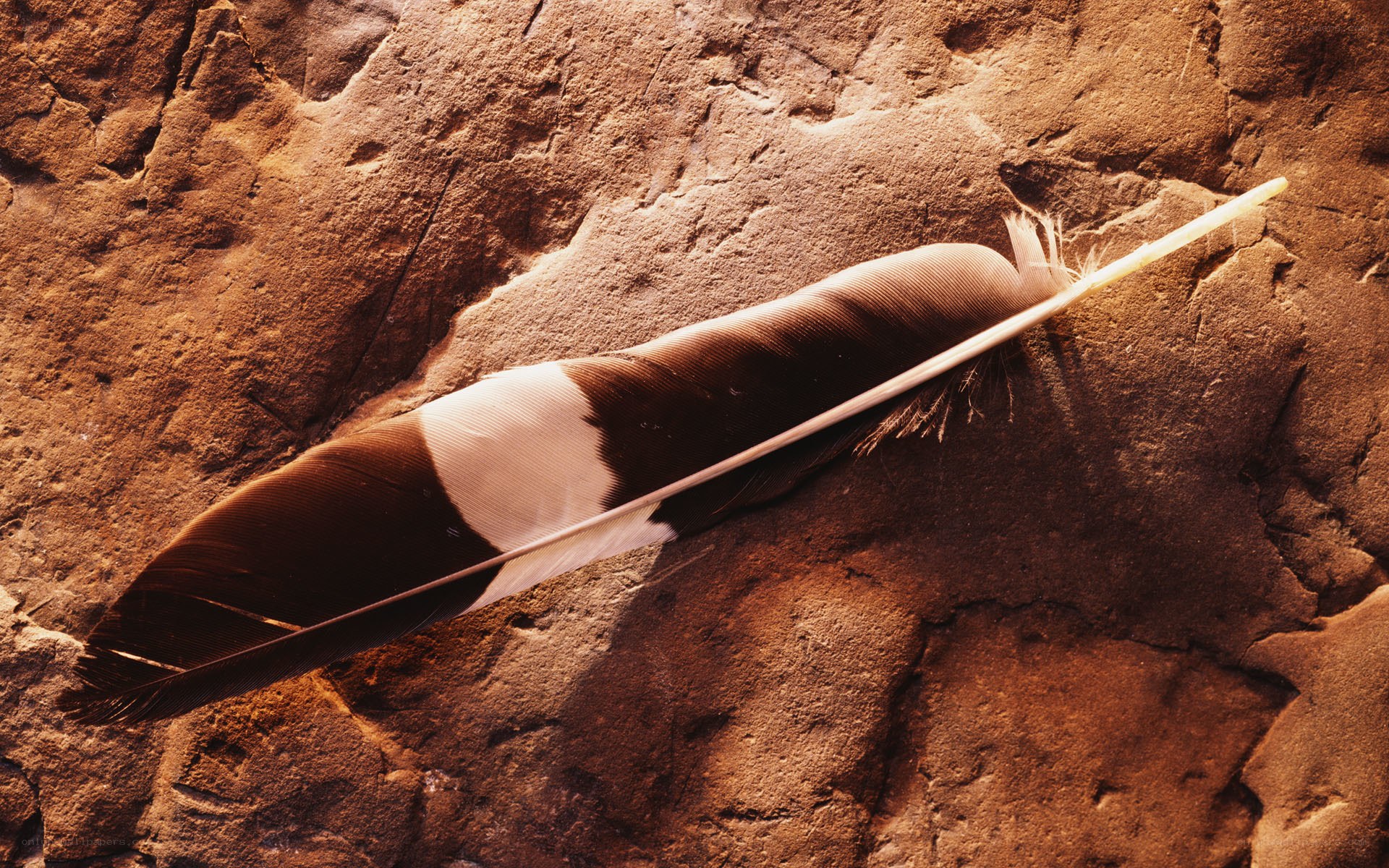 bird feather on rock surface