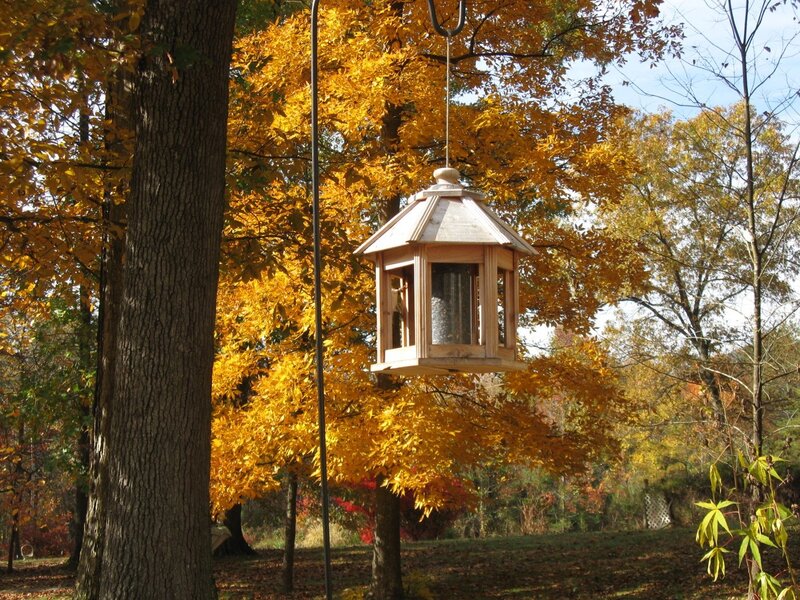 Bird feeder in autumn garden