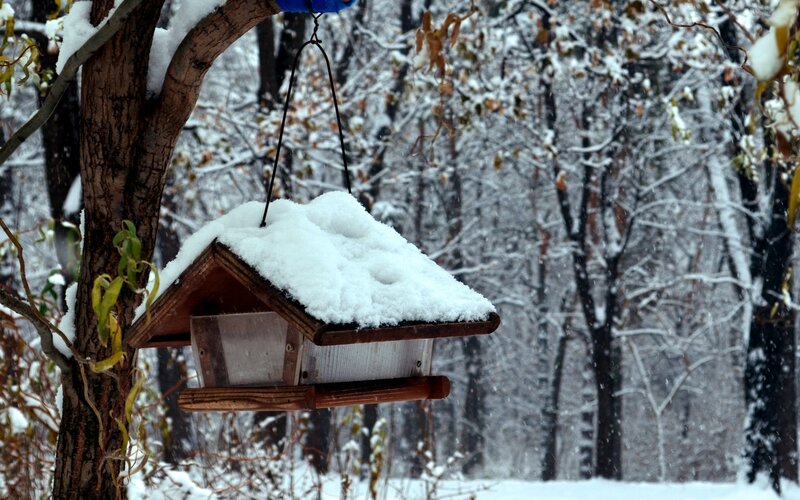 Bird Feeder in Snow