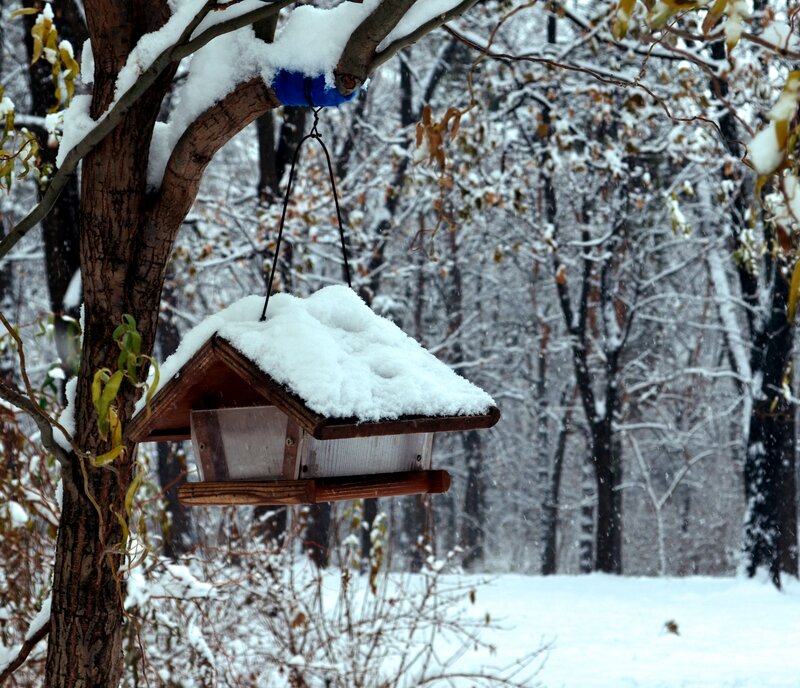 Bird Feeder in Snow — White