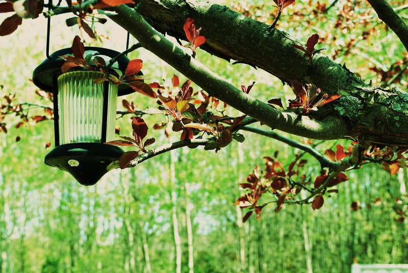 Bird Feeder on Tree Branch