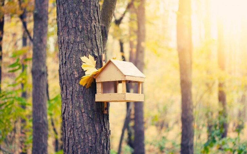 Bird Feeder on Tree — Brown, Serene