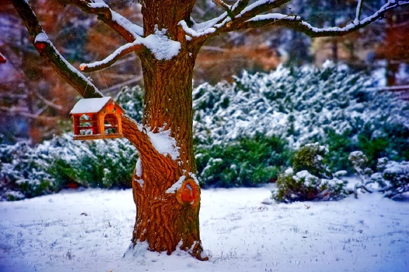 Bird Feeder on Tree