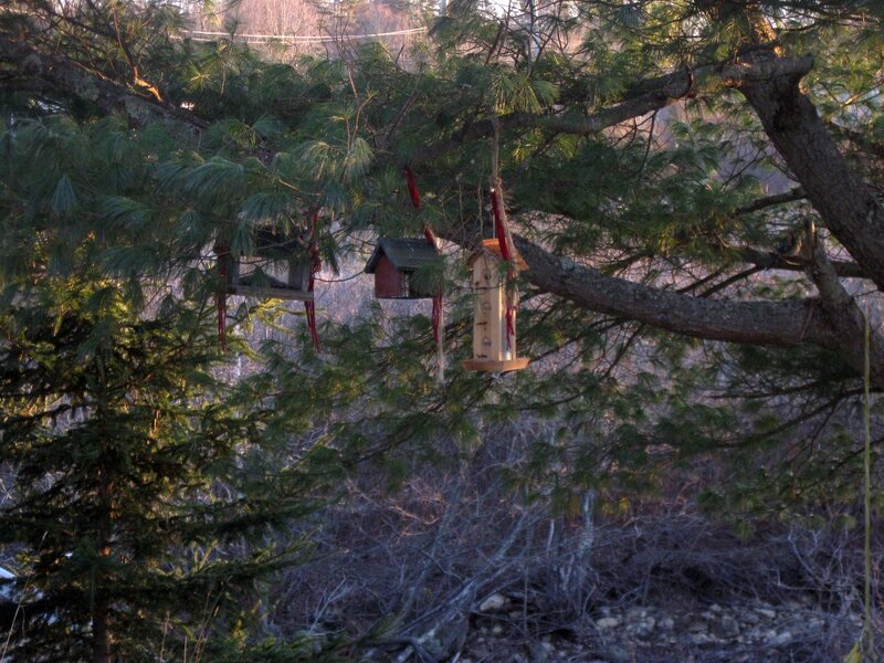 Bird Feeders on Tree Branch