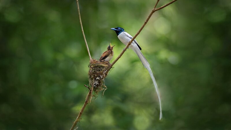 Bird Feeding Chick — Green