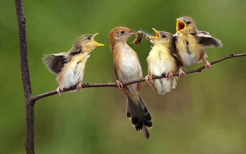 Bird feeding chicks