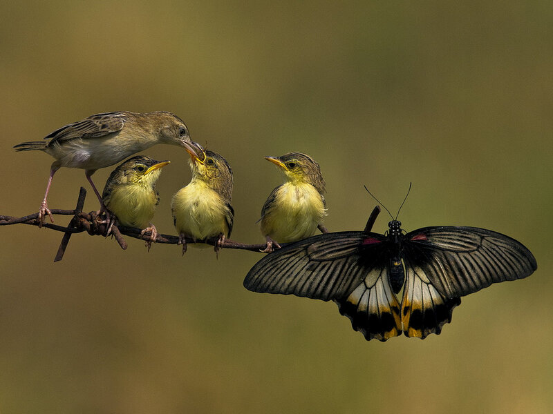 Bird Feeding Chicks — Brown, Natural