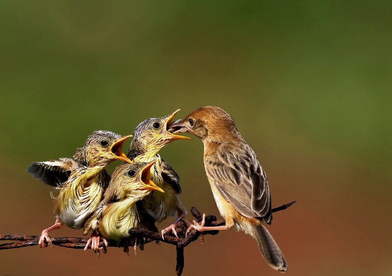 Bird Feeding Chicks — Brown