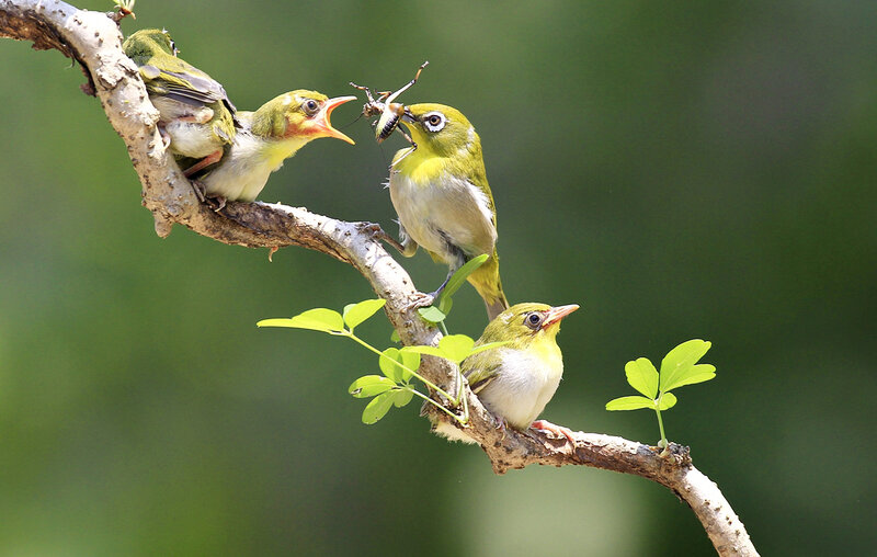 Bird Feeding Chicks — Green, Natural, Morning, Photograph, Branch, Insect