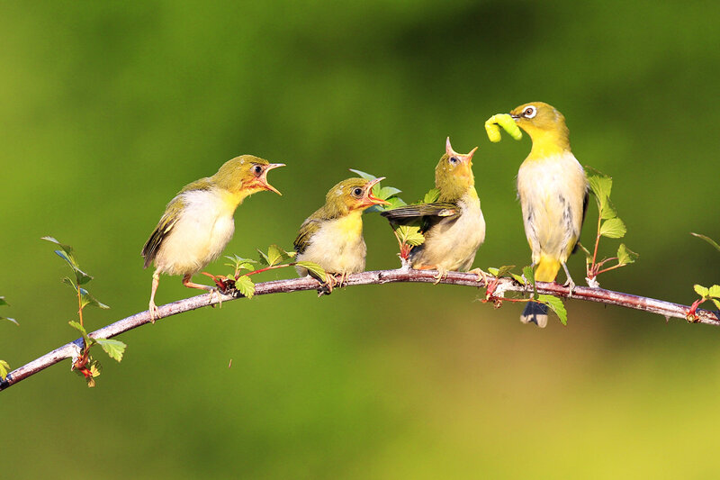 Bird Feeding Chicks — Green, Natural, Morning, Photograph, Branch