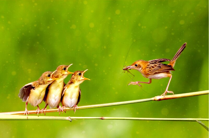Bird Feeding Chicks — Green, Natural, Morning, Photograph, Insect