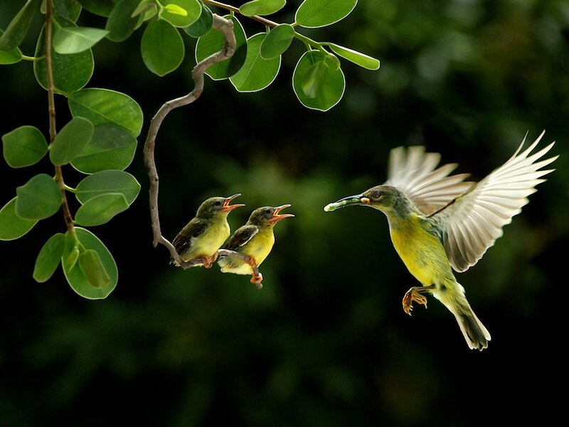 Bird Feeding Chicks — Green, Natural