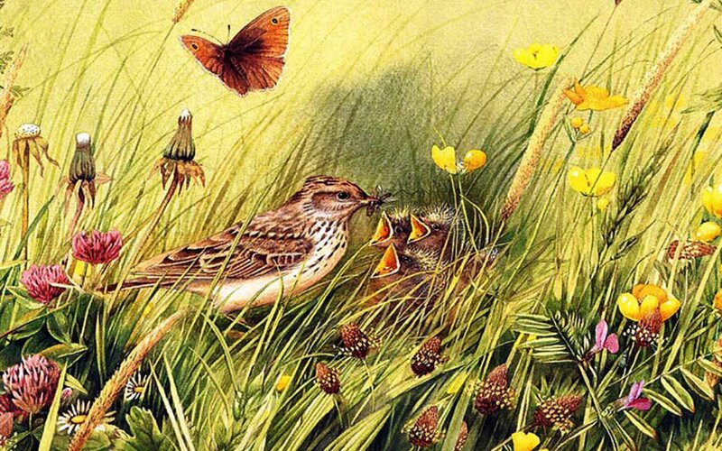 Bird Feeding Chicks — Green