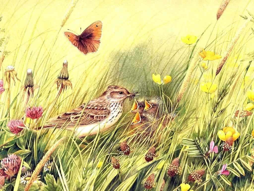 Bird feeding chicks in meadow