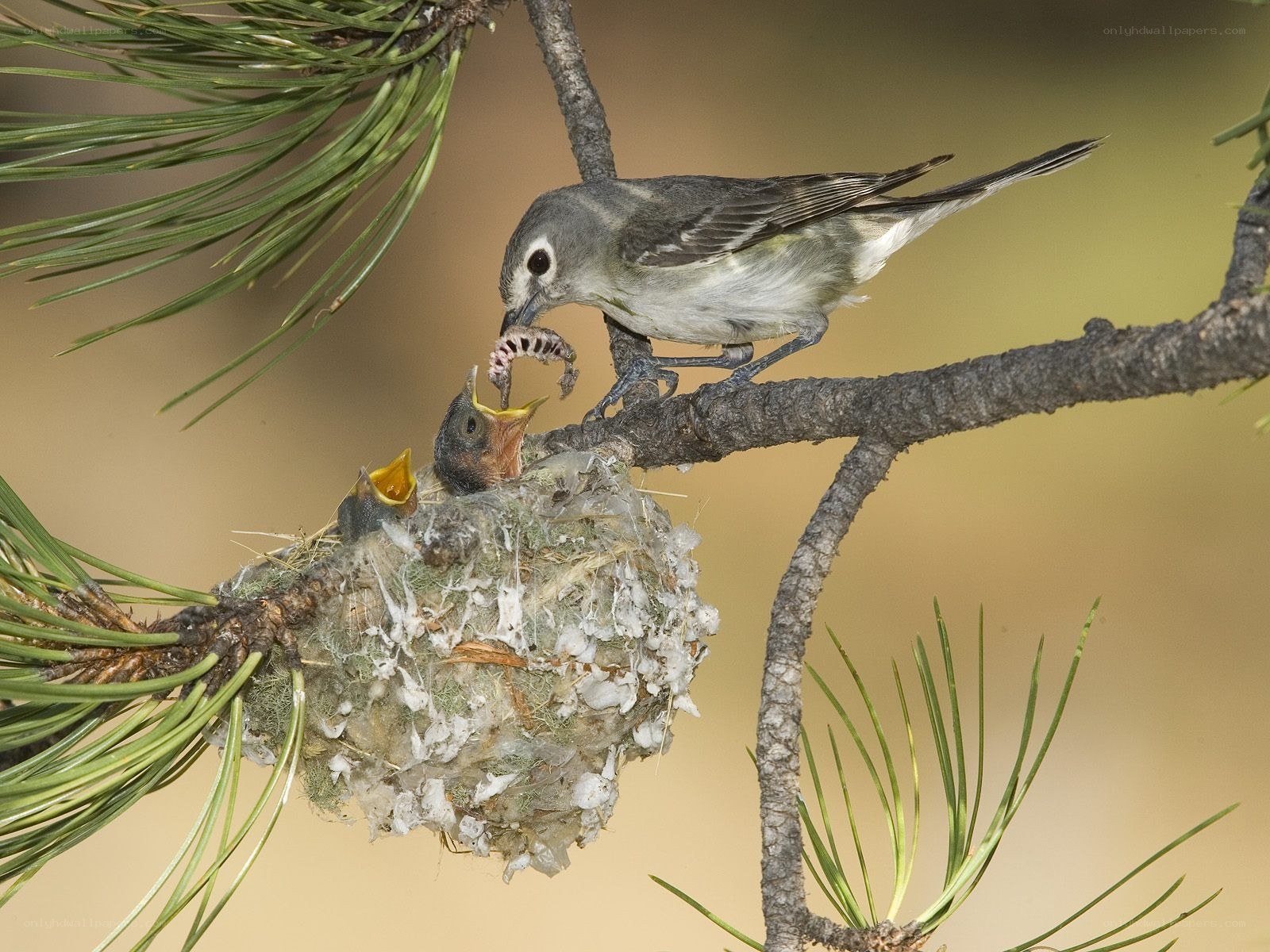 Bird feeding chicks in nest
