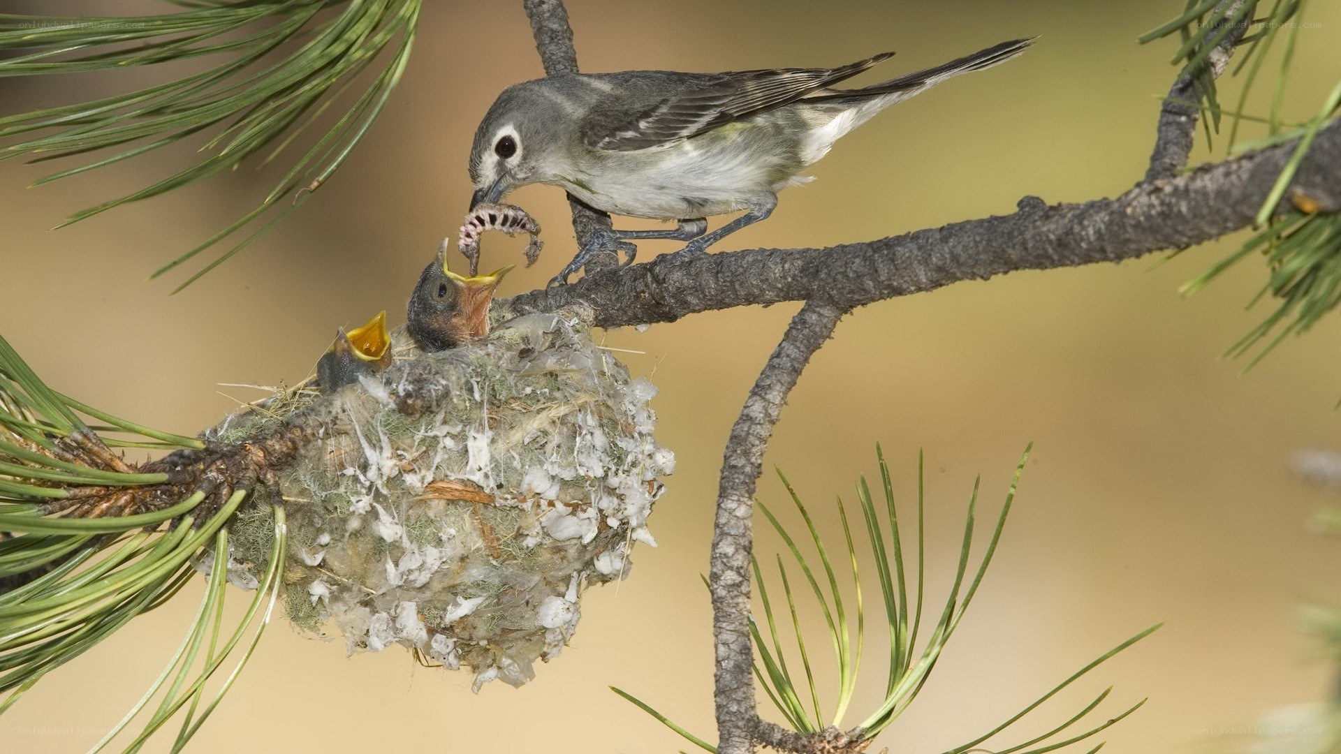 Bird feeding chicks in nest