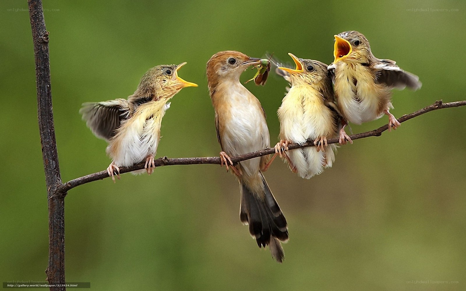 Bird feeding chicks