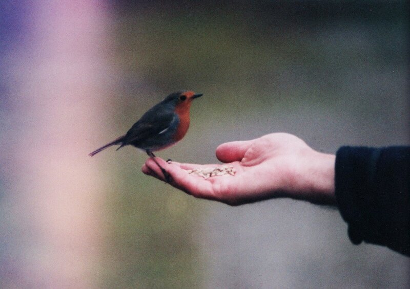 bird feeding from hand