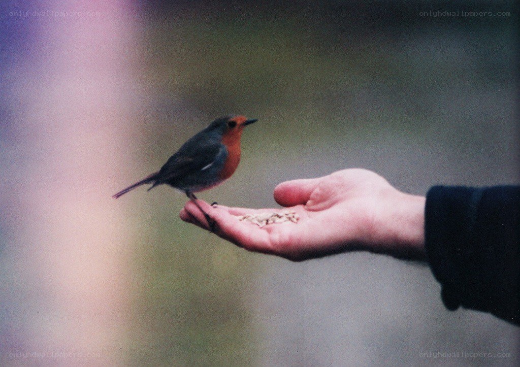 bird feeding from hand