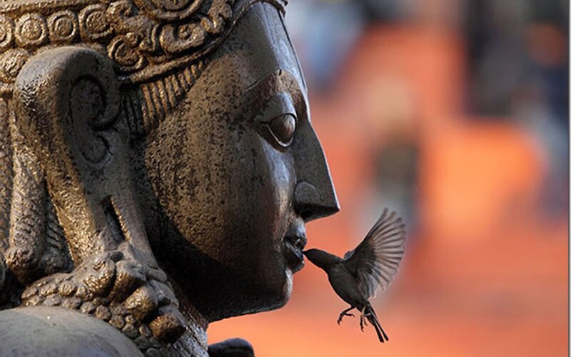 Bird Feeding from Statue