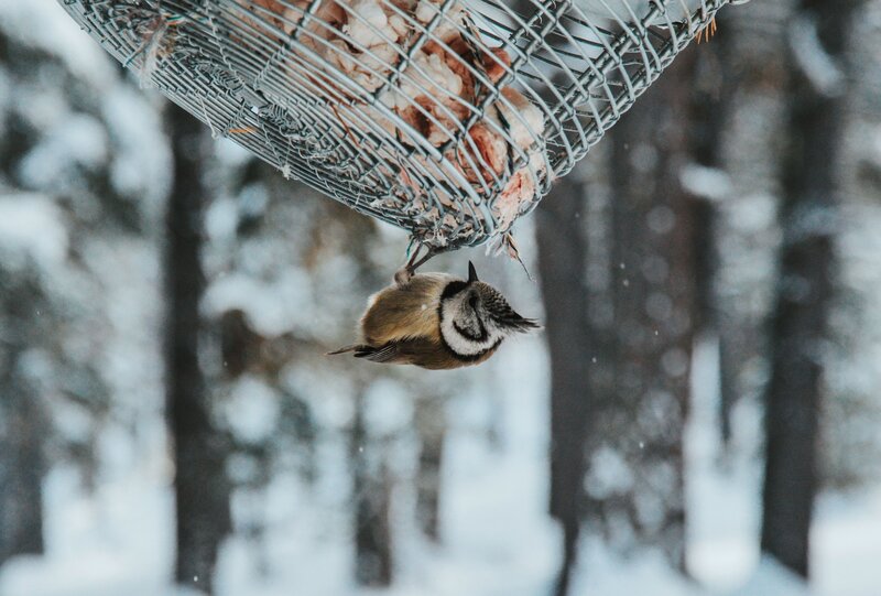 bird feeding in winter