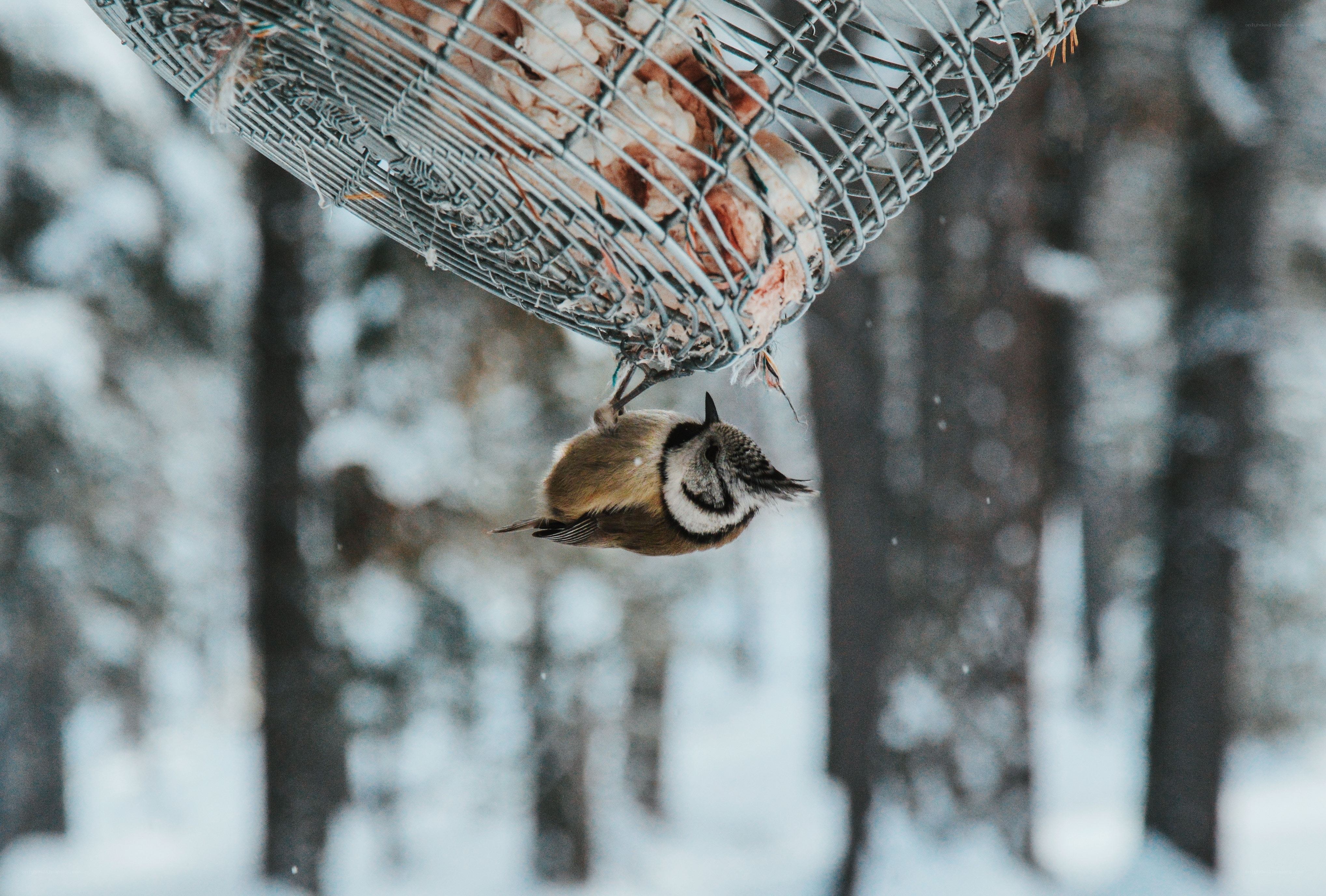 bird feeding in winter
