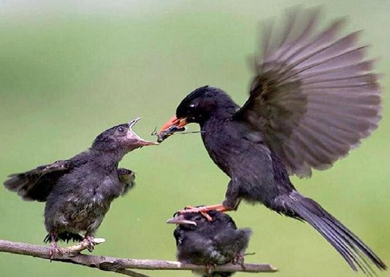 Bird feeding its chicks