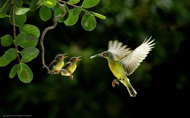 Bird feeding its chicks