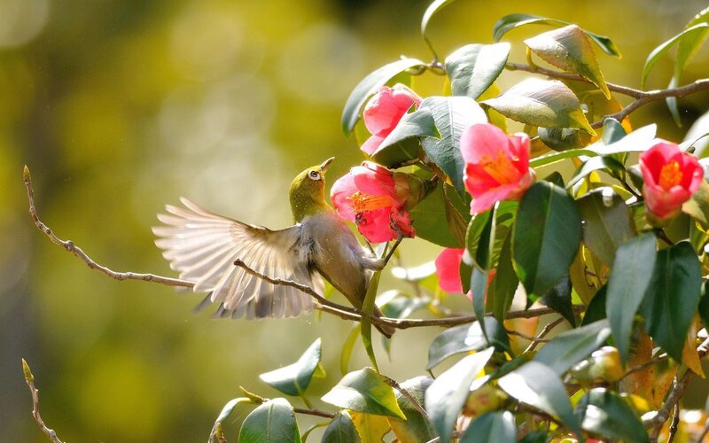 Bird Feeding on Flower — Green