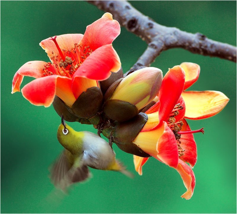 Bird Feeding on Flower