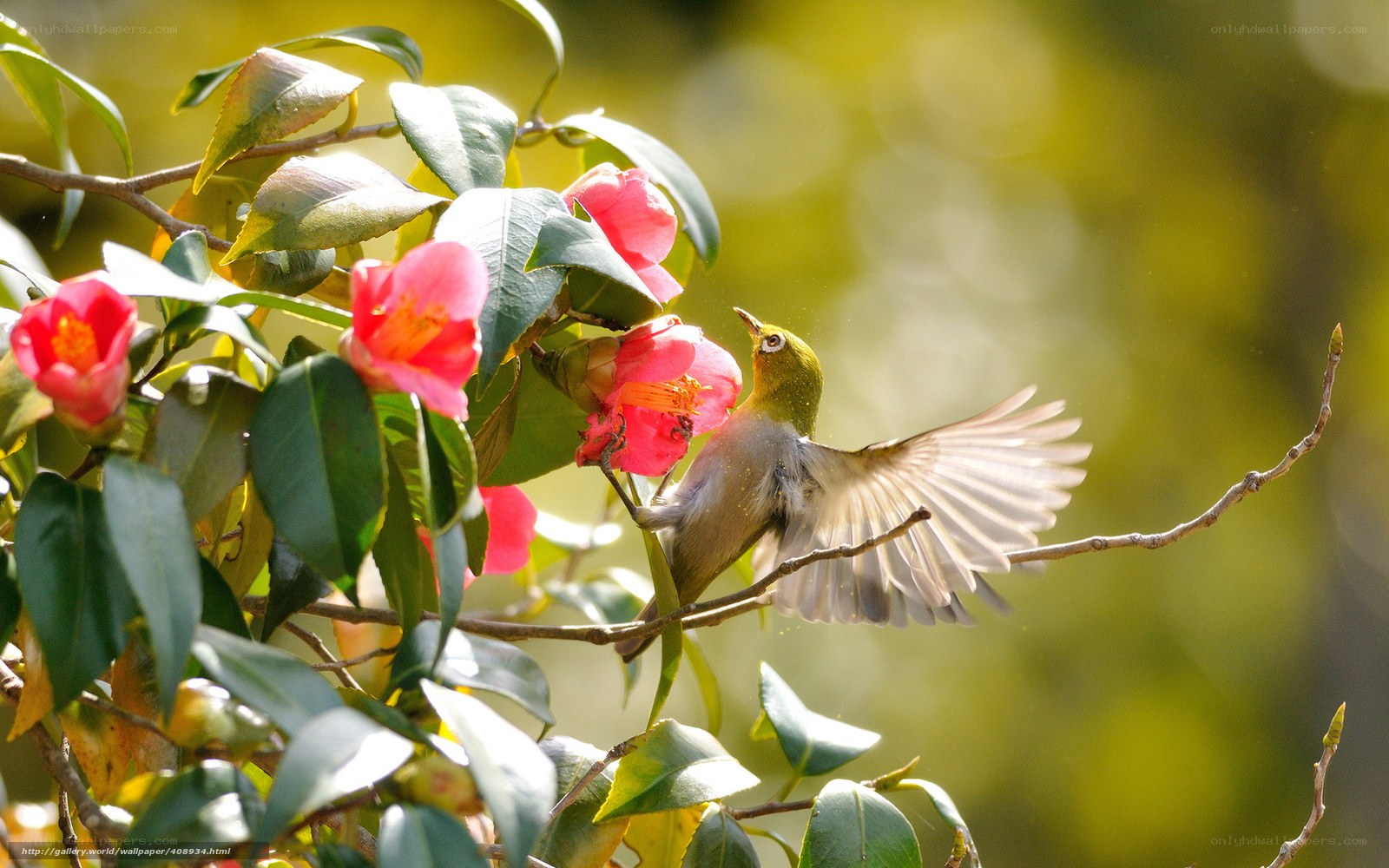 Bird feeding on flowers