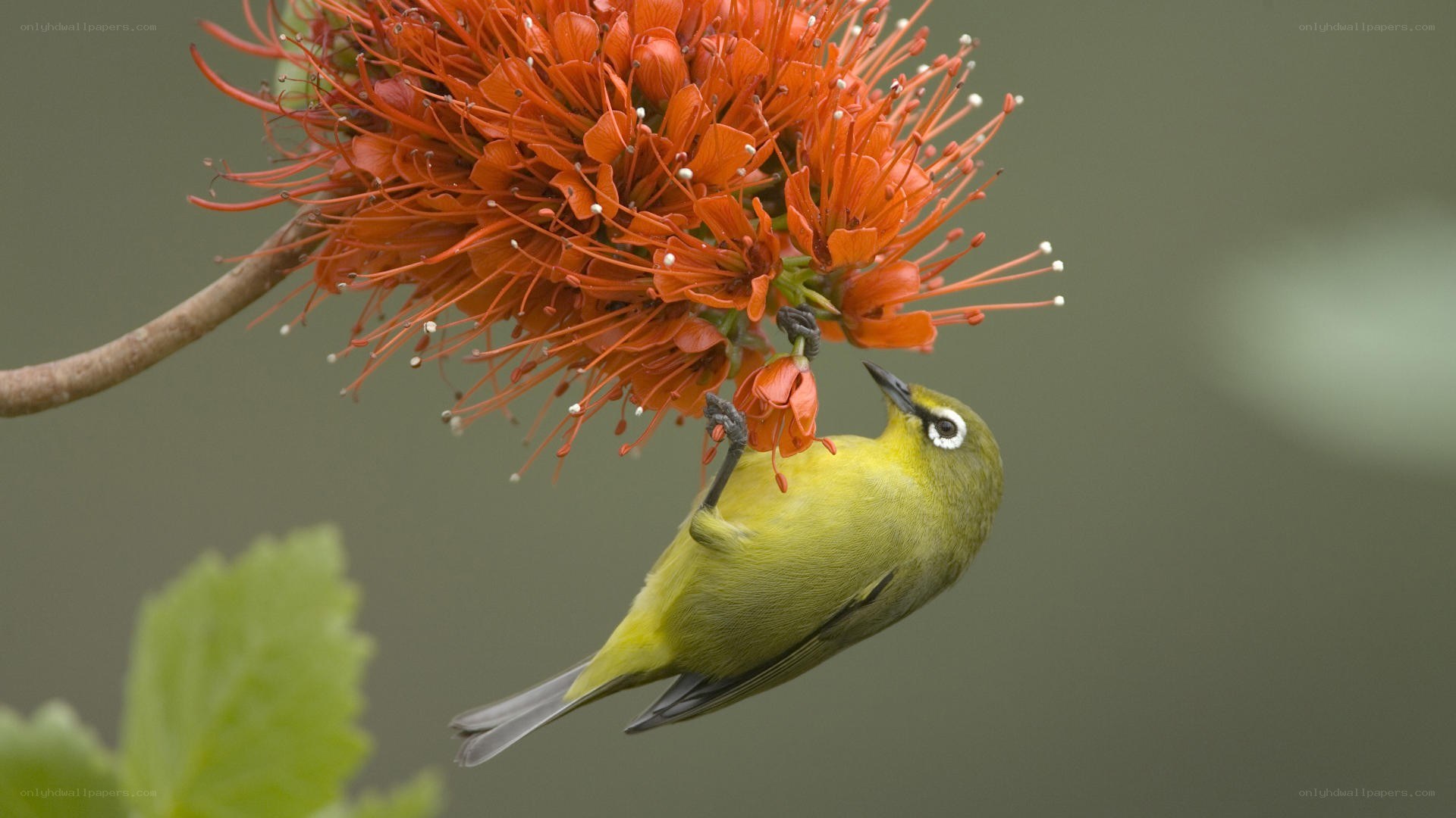 Bird feeding on red flower