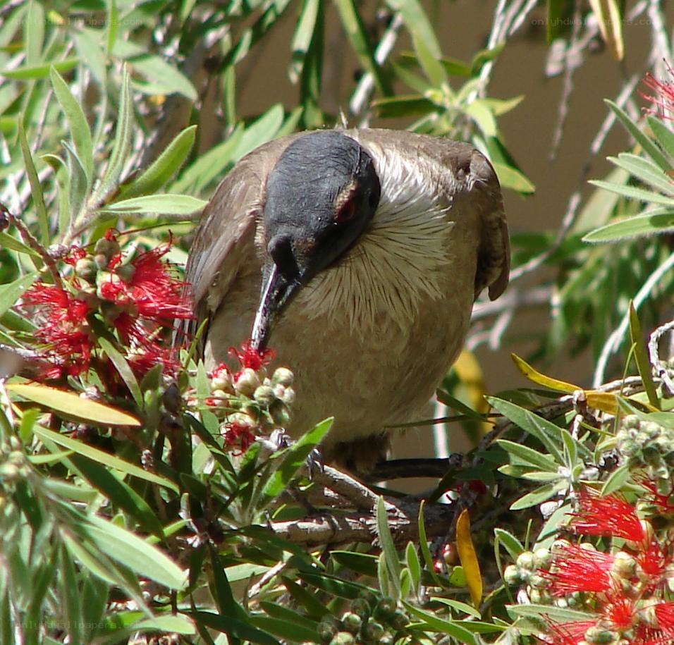 bird feeding on red flowers