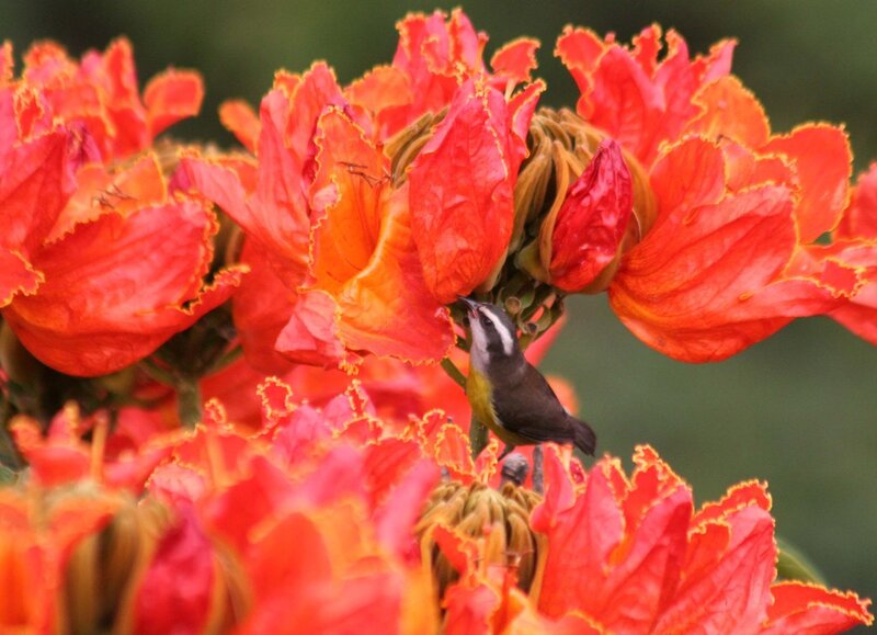 bird feeding on red flowers