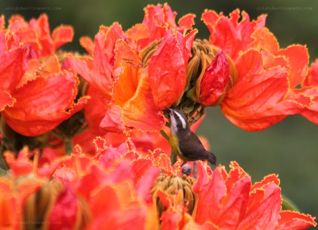 bird feeding on red flowers
