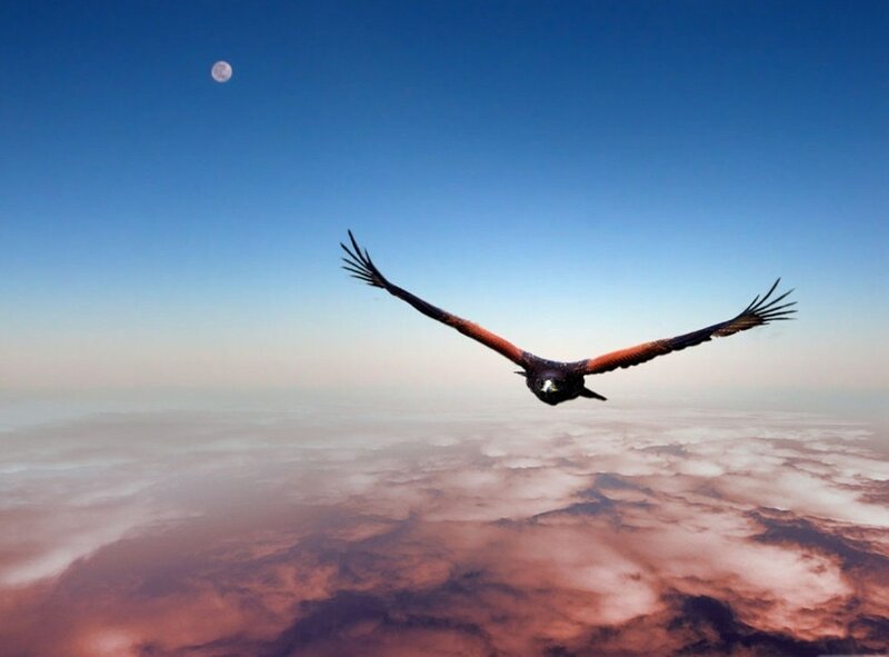 Bird Flying Above Clouds